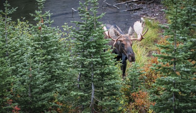 Elk (Alces alces) looks through trees, Upper Two Medicine Lake, Glacier National Park, Montana, USA