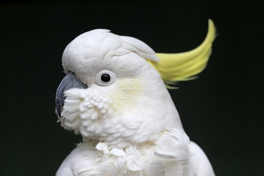 Sulphur-crested cockatoo (Cacatua galerita), adult, portrait, New South Wales, Australia