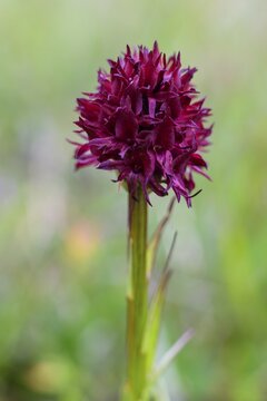 Austrian cabbage rose (Gymnadenia austriaca), edelweiss soil on the Trenchtling, Trag&ouml;&szlig;-Sankt Katharein, Styria, Austria