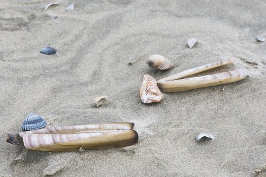 Sword razors (Ensis ensis) on the beach, Juist, Lower Saxony
