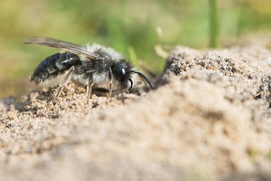 Grey sand bee (Andrena cinerea), Emsland, Lower Saxony, Germany
