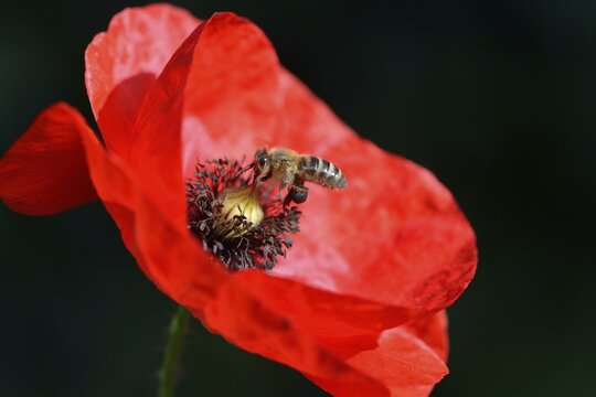 Corn Poppy (Papaver rhoeas) with Honey Bee (Apis mellifera), Emsland, Lower Saxony, Germany