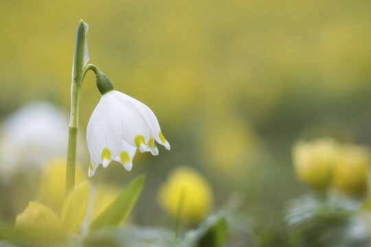 Spring Snowflake (Leucojum vernum), Hesse, Germany