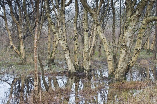 Downy birch (Betula pubescens), Langeoog, Lower Saxony, Germany