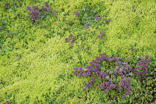 Arctic Thymus praecox (Thymus praecox ssp. arcticus), Landmannalaugar, Fjallabak, Icelandic highlands, Iceland