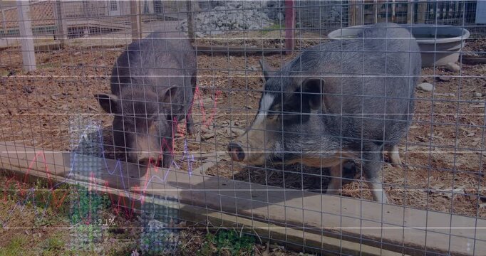 Left pig nosing board and foraging, right pig sniffing closer, farm charts overlaying lower-left