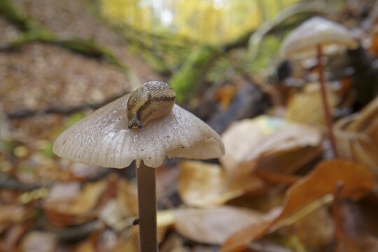 Forest road snail (Arion silvaticus), Hesse, Germany