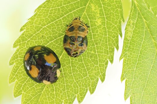 Freshly hatched Rainfarn ladybird (Platynaspis luteorubra) with pupa envelope, Hesse, Germany