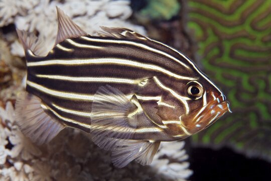 Six-lined soapfish (Grammistes sexlineatus), Red Sea, Aqaba, Kingdom of Jordan