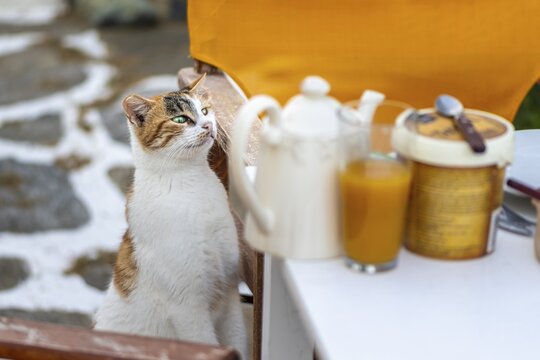 Cat climbing on table, curiously looking at food, Paros, Cyclades, Aegean Sea, Greece