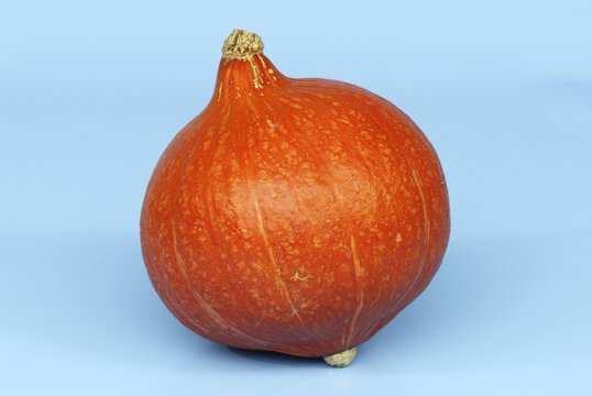 Pumpkin 'Hokkaido' / (Cucurbita spec.)