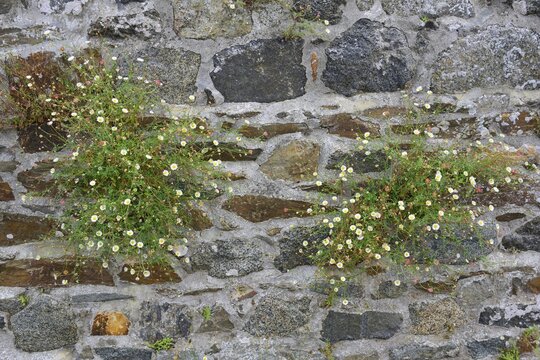 Spanish Daisy (Erigeron karvinskianus), Saint Quay-Portrieux, C&ocirc;tes d'Armor, Brittany, France
