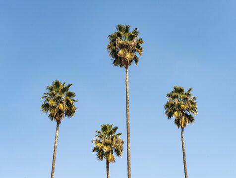 Four palm trees against a blue sky, Seville, Andalusia, Spain