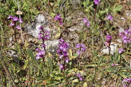 Four-spotted Orchids (Orchis quadripunctata), Lasithi Plateau, Crete, Greece, Europe