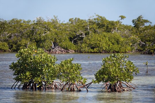 Mangroves (Rhizophora), Jardines de la Reina National Park, Archipelago, Camag&uuml;ey and Ciego de &Aacute;vila Province, Republi, Caribbean, Cuba