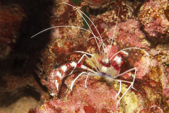 Banded Coral Shrimp (Stenopus hispidus), Red Sea, Aqaba, Jordan
