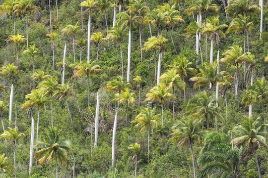 Hurricane damaged Royal palms (Roystonea regia) and Coconut palm (Cocos nucifera), Alejandro de Humboldt National Park, Guant&aacute;namo Province, Cuba