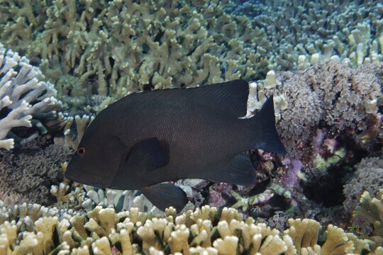 Redmouth Grouper (Aethaloperca rogaa) swims over coral reef, Pacific Ocean, Sulu Lake, Tubbataha Reef National Marine Park, Palawan Province, Philippines