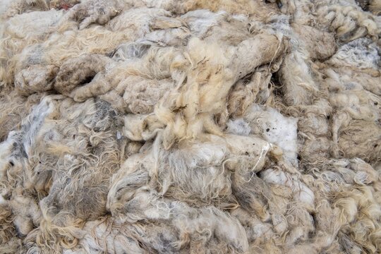Sheep's wool, Langanes Peninsula, Iceland