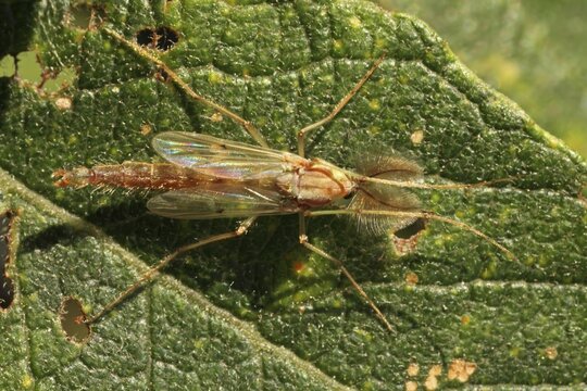 Common mosquito (Chironomus plumosus), male, Hesse, Germany