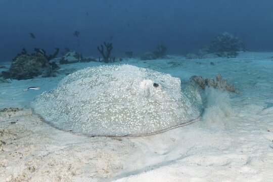 Porcupine ray (Urogymnus asperrimus) lies on sandy bottom, Great Barrier Reef, Unesco World Natural Heritage, Pacific, Australia