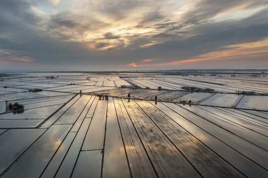 Flooded rice fields in May at daybreak, aerial view, drone shot, Ebro Delta Nature Reserve, Tarragona province, Catalonia, Spain