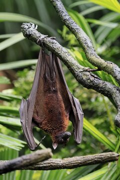 Kalong flying fox (Pteropus vampyrus), adult, resting, in sleeping tree, during the day, Singapore, Southeast Asia