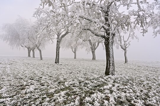 Row of trees with hoarfrost, Lindenberg, Freiamt, Canton of Aargau, Switzerland