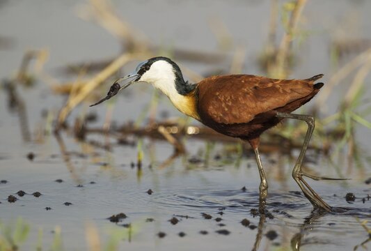 African Jacana (Actophilornis africanus), with prey in the shallow water near the bank of the Chobe River, Chobe National Park, Botswana