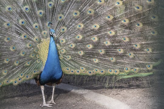 Peacock (Pavo Scalloped ribbonfish), Rhineland-Palatinate, Germany