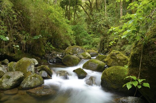 River head of the Rio Savegre river, San Gerardo de Dota, Costa Rica, Central America
