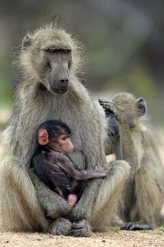Chacma baboon (Papio ursinus), adult, female with young animal, Kruger National Park, South Africa