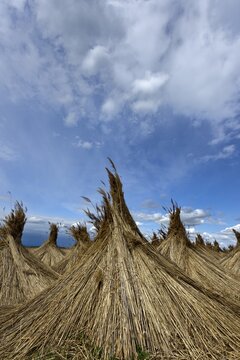 Reed put up for drying, Seewinkel, Apetlon, Burgenland, Austria