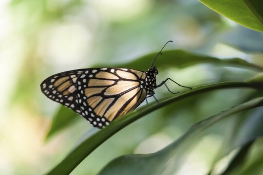 Monarch Butterfly (Danaus plexippus), Bavaria, Germany