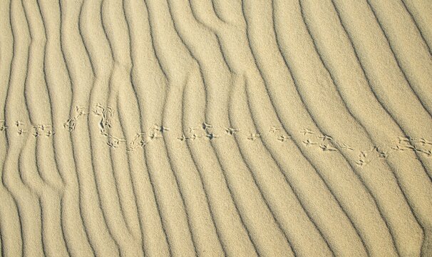 Wave pattern and traces of a bird in light sand, Sandfly Bay, Dunedin, Otago, Otago Peninsula, South Island, New Zealand