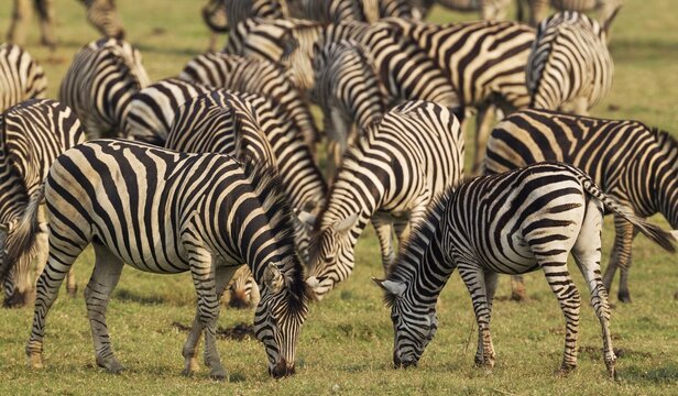 Burchell's Zebra (Equus quagga burchelli), feeding at the bank of the Chobe River, Chobe National Park, Botswana
