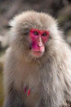 Japanese macaque (Macaca fuscata), animal portrait, wildlife, Yamanouchi, Nagano Prefecture, Honshu Island, Japan