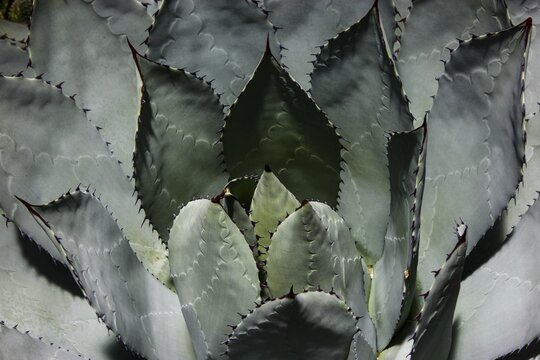 Cabbage Head Agave (Agave parrasana), native to Mexico