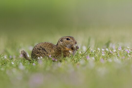 European Ground Squirrel (Spermophilus citellus) feeding in flower meadow, Lake Neusiedl, Austria
