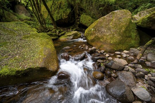 Mhlwazini River flows through thick forest, original mountain forest, Rainbow Gorge, Ukhahlamba-Drakensberg Park, KwaZulu-Natal, Drakensberg Mountains, South Africa
