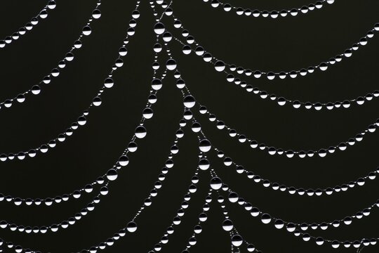 Dewdrops on a spider's web, Hesse, Germany