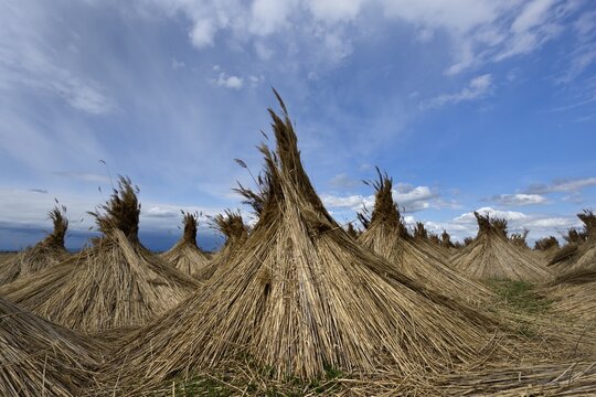 Reed put up for drying, Seewinkel, Apetlon, Burgenland, Austria