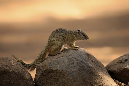 Smith's Bush Squirrel (Paraxerus cepapi), adult, on rock, alert, Kruger National Park, South Africa