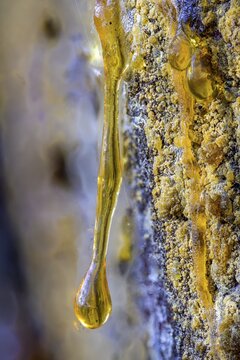 Tree resin of a european black pine (Pinus nigra), Bad V&ouml;slau, Lower Austria, Austria