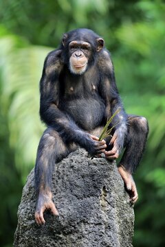 Chimpanzee, (Pan troglodytes troglodytes), adult female, uses tool, eating, captive, occurrence Africa