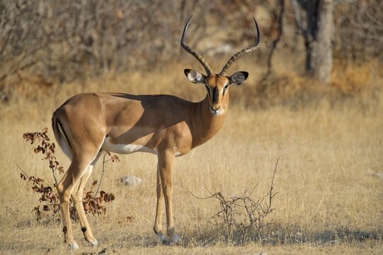 Impala (Aepyceros melampus) near Olifantsbad, Etosha National Park, Namibia, Africa