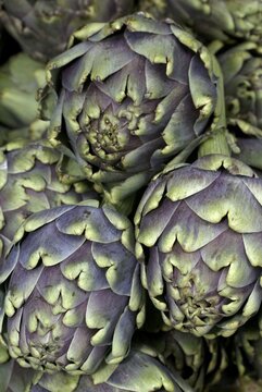 Artichokes / (Cynara scolymus)