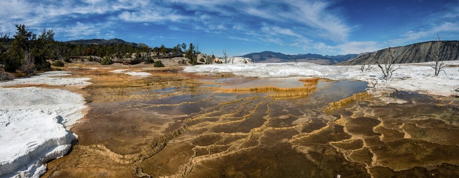 Dead trees on sinter terraces, hot springs, orange mineral deposits, Palette Springs, Upper Terraces, Mammoth Hot Springs, Yellowstone National Park, Wyoming, USA