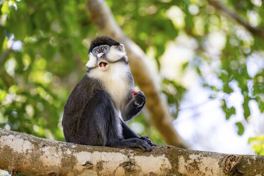 Red-tailed guenon or Congo white-nosed guenon (Cercopithecus ascanius schmidti), sitting on a tree, eating a fruit, Bigodi, Western Region, Uganda