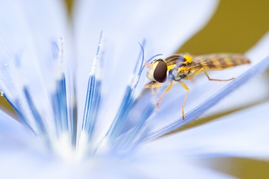 Marmalade hoverfly (Episyrphus balteatus) in Chicory (Cichorium intybus), North Hesse, Hesse, Germany